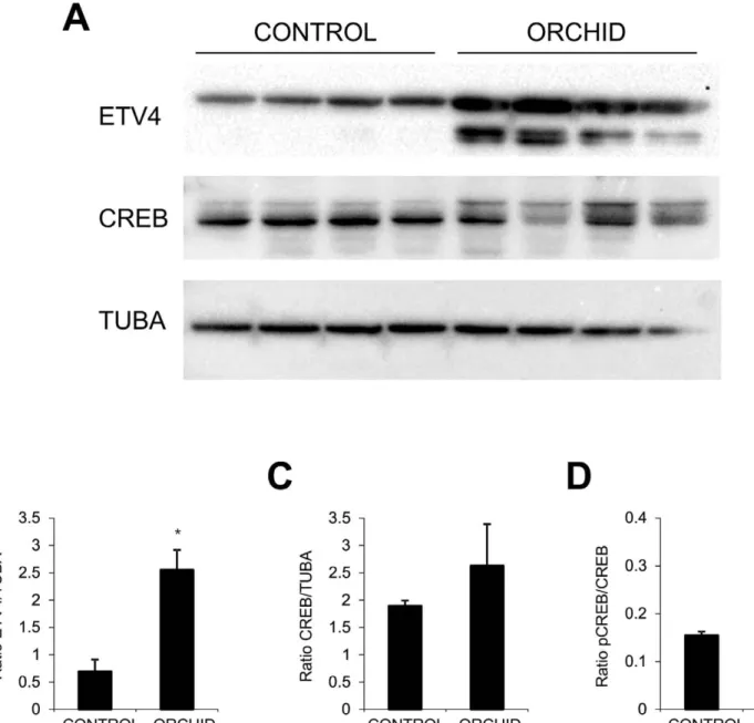 FIG. 11. ETV4 and CREB transcription factors levels increase in the caput epididymis in absence of testicular factors