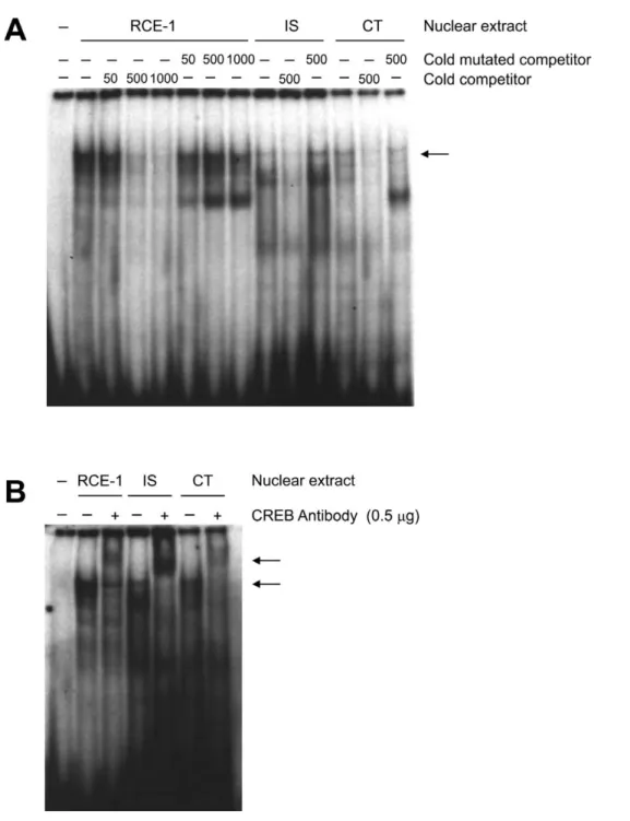 FIG. 7. Epididymal CREB binds to the Panx1 promoter in vitro: EMSA on the promoter region of Panx1 containing the CREB binding site