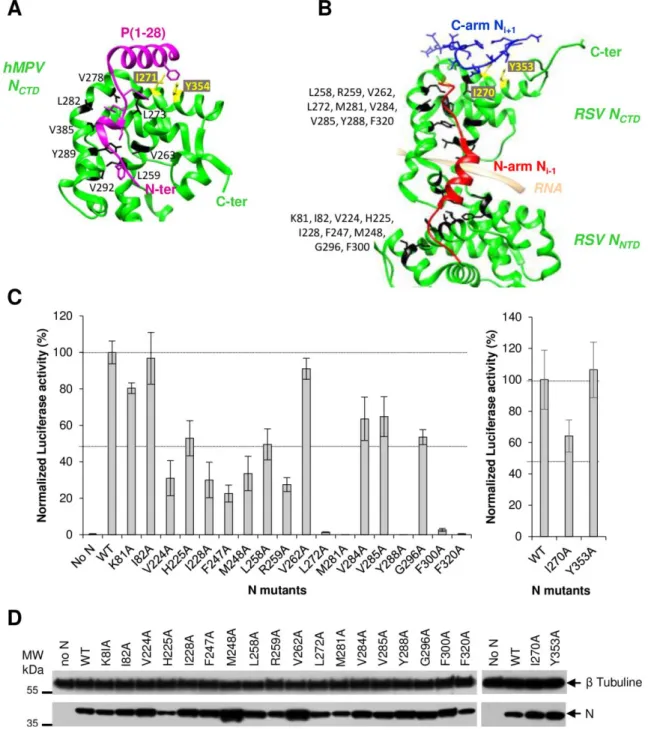 Figure 2: Search for the P40 binding site at the surface of N. (A) Ribbon representation of the hMPV 