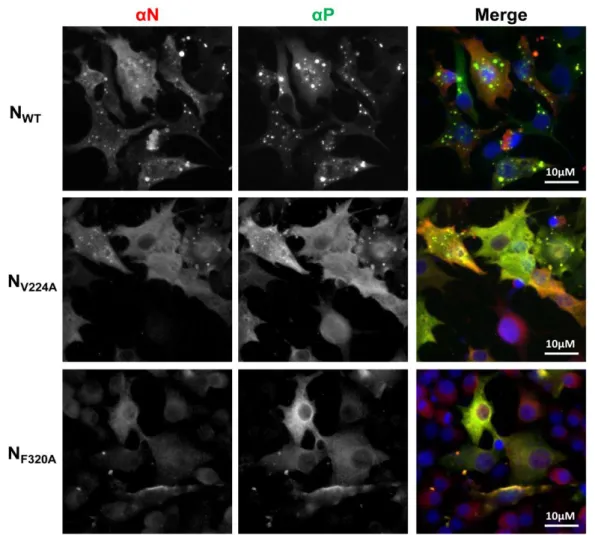 Figure 3: Impact of N mutations on the formation of cytoplasmic inclusion bodies. N and P proteins 