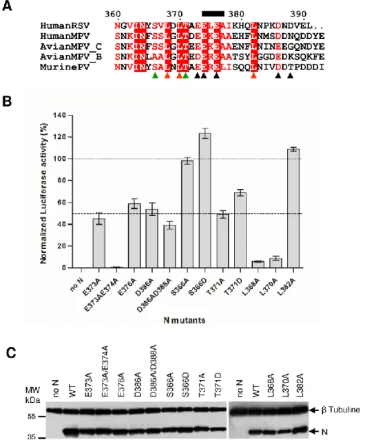 Figure 6: Effect of mutations in the C-arm of N on the RSV polymerase activity. (A) Sequence 