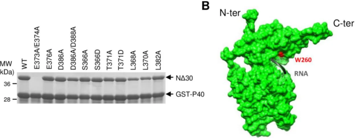 Figure 7: Purification of C-arm mutants of N from E. coli. (A) N Δ30  constructs (wild type or mutants) 