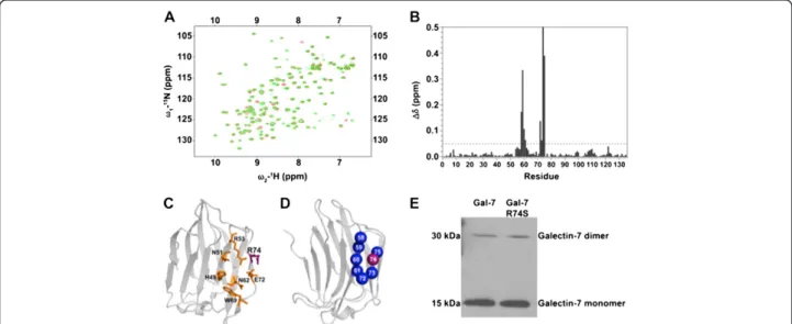 Figure 2 Structural analysis of wild-type gal-7 and the R74S mutant. (A) Superimposed 1 H- 15 N HSQC spectra of wild-type (green) and R74S