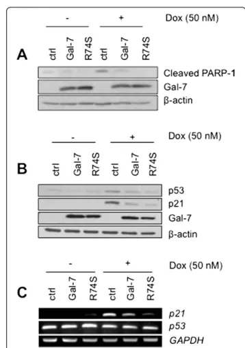 Figure 6 Gal-7 and its R74S variant suppress PARP-1 cleavage, p53 expression and p21 transcription induced by doxorubicin