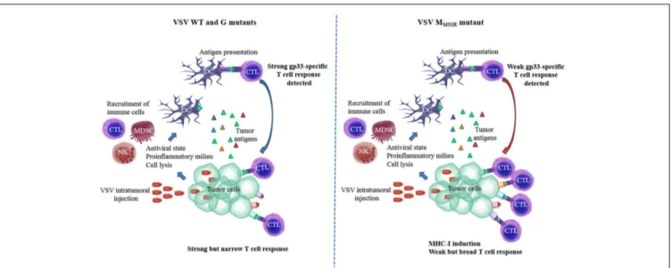 FIGURE 1 | Induction of a functional tumor-specific immune response is achieved through diverse mechanisms for different VSV strains: proposed model