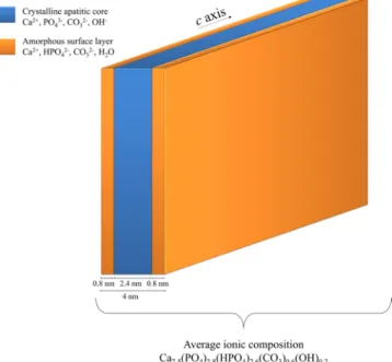 Figure 6.  Chemical and structural model of mature bone mineral particles. Schematic representation of 