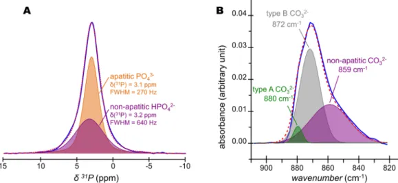 Figure 5.  Quantification of HPO 4 2−  and CO 3 2−  ions present in bone mineral. (A) Quantitative  31 P single 