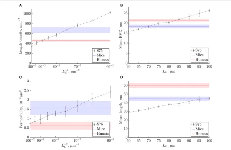 FIGURE 6 | Scaling of metrics with the characteristic length L C in the synthetic networks: (A) length density, (B) mean EVD, (C) permeability, (D) mean length.