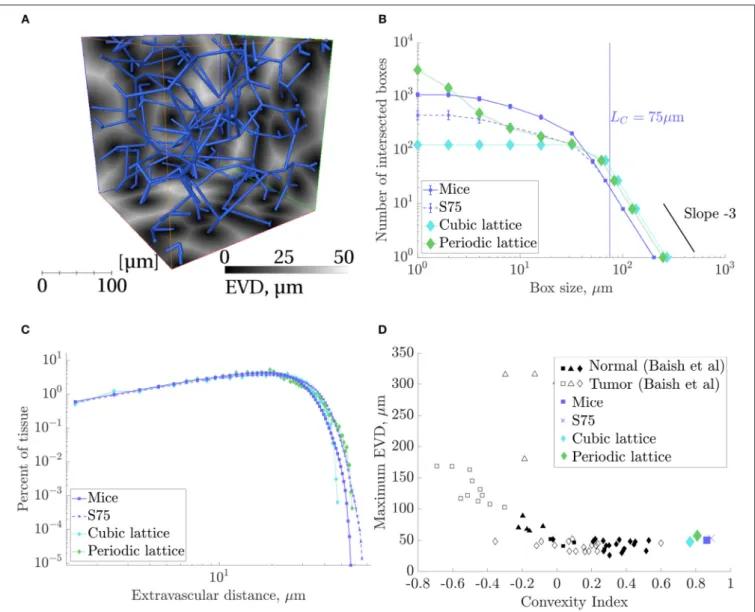 FIGURE 7 | Results of space-filling metrics for the mouse ROIs, synthetic networks with L C = 75 and domain size (240µm) 3 (“S75”), and lattice networks, collected over all ROIs