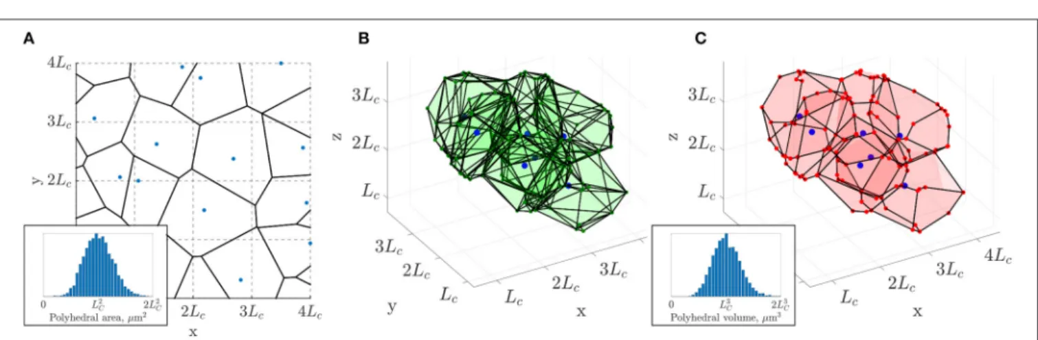 FIGURE 2 | 3D extension of the 2D constrained Voronoi method of Lorthois and Cassot (2010)