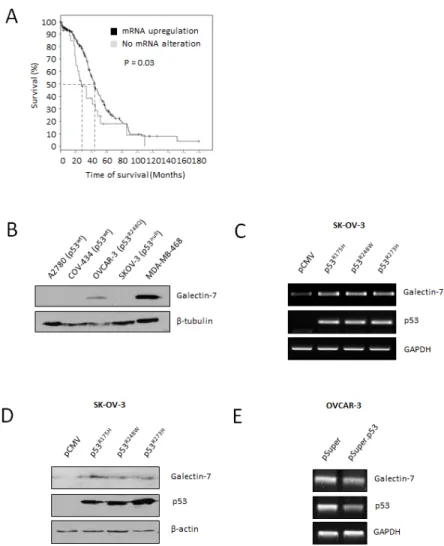 Figure 2: Gal-7 expression in EOC cells is associated to poor overall survival and is controlled by mutant forms of p53