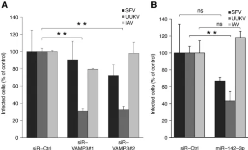FIG 8 IAV does not rely on VAMP3 for penetration. (A) Cells were treated with siRNAs and then exposed to SFV, UUKV, or IAV as described in the legend for