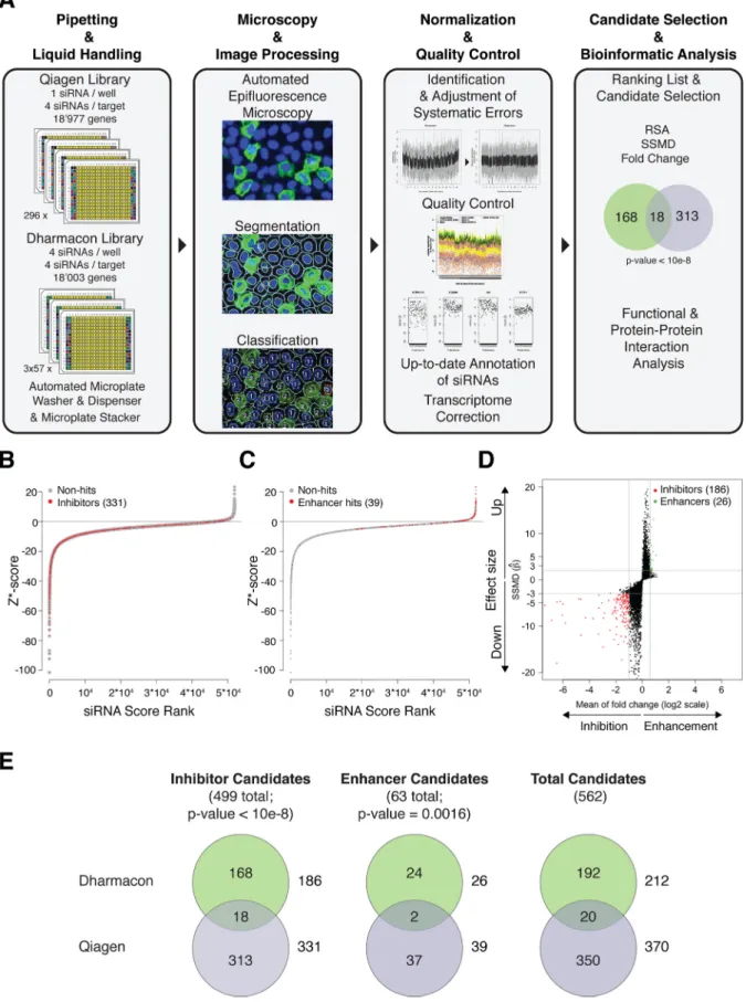 FIG 1 UUKV siRNA screens. (A) Outlines of screening and bioinformatics procedures. (B) Z* score distribution of infection indices obtained for each siRNA