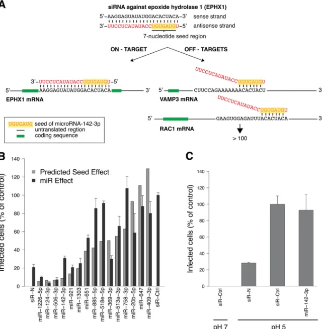 FIG 2 miRs, with sequences identical to those of siRNA seeds that inhibit the UUKV cycle, block infection
