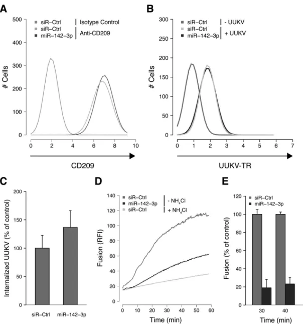 FIG 3 miR-142-3p regulates UUKV intracellular trafficking. (A) Cells transfected with a negative-control siRNA (siR-Ctrl) or miR-142-3p (20 nM) were