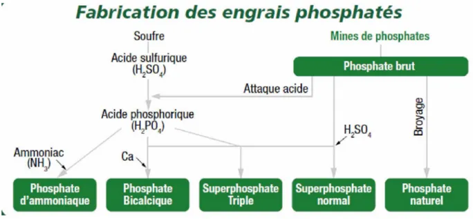 Figure 15. Etapes de fabrication d'engrais phosphatés à partir de phosphate naturel.
