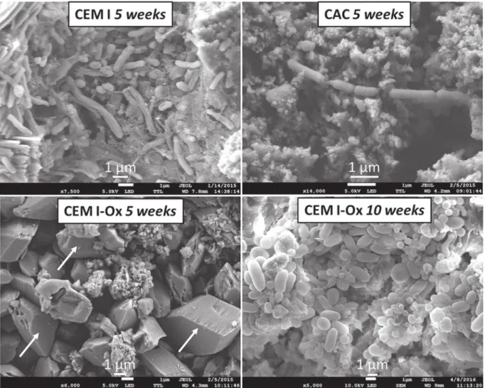 Fig. 7 , right side. The left side of the ﬁgure gives the chemical com- com-position proﬁle of the outer layers of the CEM I-Ox paste immersed for 5 weeks in the fermenting biowaste
