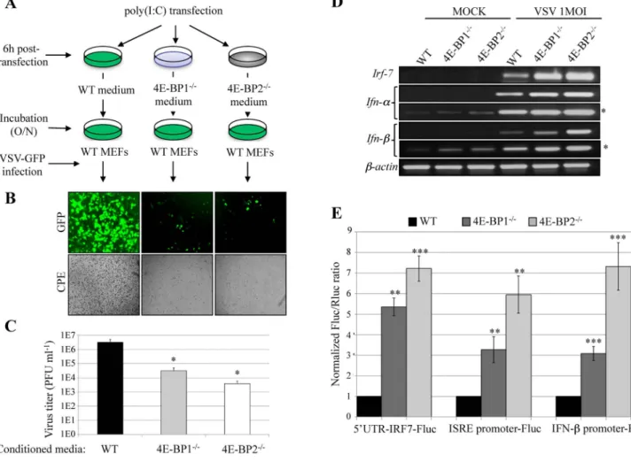 Fig. 3. Deficiency of 4E-BP1 or 4E-BP2 enhances type-I interferon production. (A) Protection assay: diagram of experimental protocol: after stimulation with poly(I:C) (6 hours) the medium of WT, 4E-BP1 2/2 and 4E-BP2 2/2 MEFs were collected and transferred