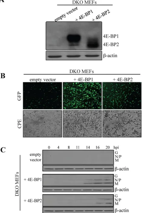 Fig. 4. Exogenous expression of 4E-BP1 or 4E-BP2 in MEFs knockout for both translation repressors augments their susceptibility to VSV infection