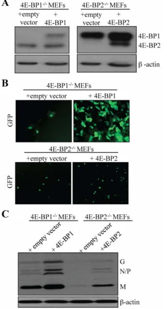 Fig. 5. Exogenous expression of 4E-BP1 or 4E-BP2 in respective 4E-BP1 2/2 or 4E-BP2 2/2 MEFs increases susceptibility to VSV infection