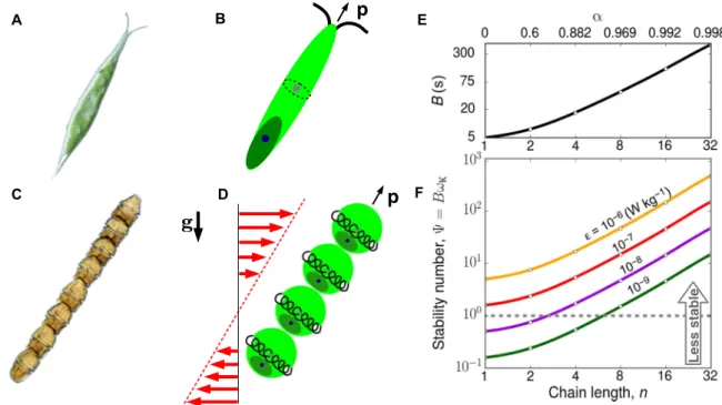 Fig. 1. Both single phytoplankton cells and multicellular phytoplankton chains have elongated shapes, which can markedly affect their ability to migrate through turbulence