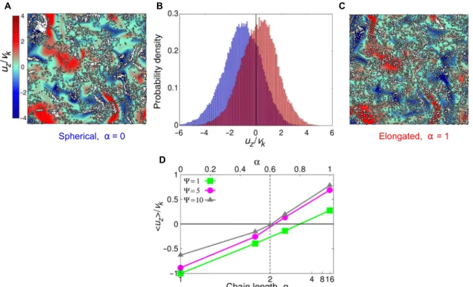 Fig. 3. Single spherical cells accumulate where they have to swim against the flow, while elongated chains accumulate where flow propels them in the same direction as their motility