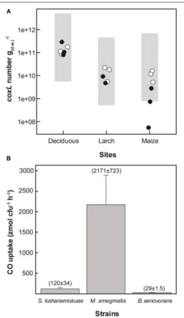 FIGURE 6 | (A) Abundance of type I-coxL sequences ( ◦) and