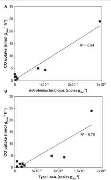 FIGURE 7 | Linear regression modeling dependence of CO uptake activity on the abundance of (A) δ-Proteobacteria-coxL and (B) type I-coxL gene number in soil assessed by qPCR.