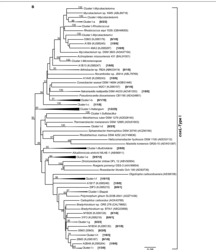 FIGURE 1 | Phylogenetic analysis of coxL-inferred amino acid sequences (313 residues) by the maximum-likelihood algorithm (model WAG +G)