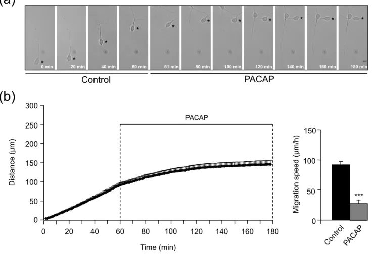 Fig. 1  Raoult et al. *** 0 50 100 150 Migration speed (µm/h)  (a)  (b) PACAP 20 100 0 40 60 80 120 140 160 180 Time (min) Distance (µm) 50 250 0 300 150 100 200 