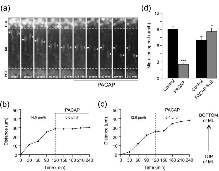 Fig. 4  Raoult et al.  (b) Distance (µm) 0  30  60  90  120 150 180 210 240 14.5 µm/h 0.8 µm/h 0 10 20 30 40 50 Time (min) PACAP  (a) EGLMLPCLPACAP 