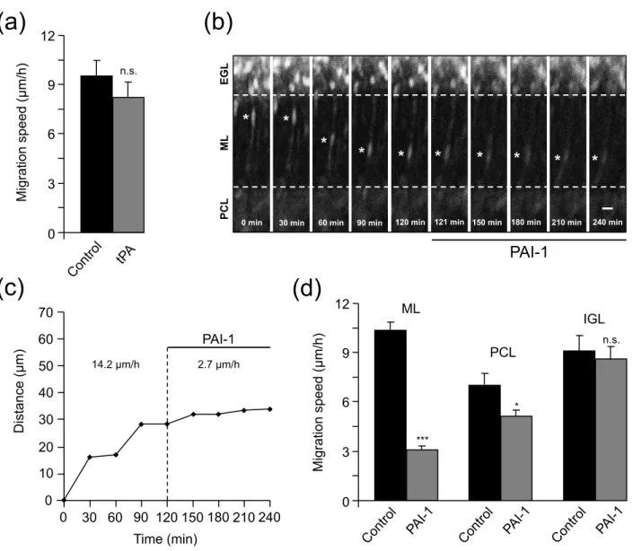 Fig. 5  Raoult et al. (a) *** 0 6 9 12 ML Migration speed (µm/h) 3 * n.s. PCL IGL (c) EGLMLPCLPAI-1 