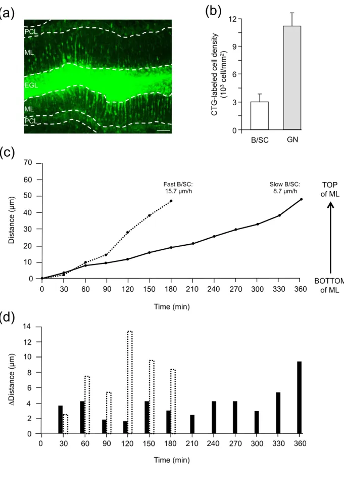 Fig. 6  Raoult et al. (d) (a) (c) 0 6 9 12 B/SC CTG-labeled cell density(103 cell/mm2) 3 GN  ΔDistance (µm) Time (min) 0 30 60 90  120  150  180  210  240 0 2 4 6 8 10 12 14 270  300  330  360  Distance (µm) 10 20 30 40 50 60 70 Time (min) 0 30 60 90  120 