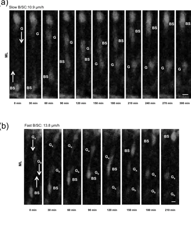 Fig. 7  Raoult et al. 