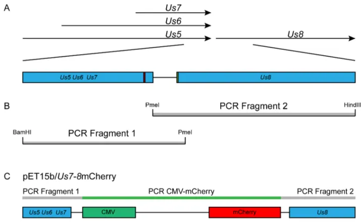 Figure 1. Production of a recombinant strain of HSV-1 expressing a red fluorescent protein