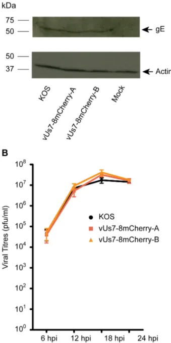 Figure 2. Characterization of vUs7-8mCherry. (A) Western blot showing expression of the viral protein Us8 (gE) in Vero cells infected by vUs7-8mCherry (isolates a and b) (top panel)