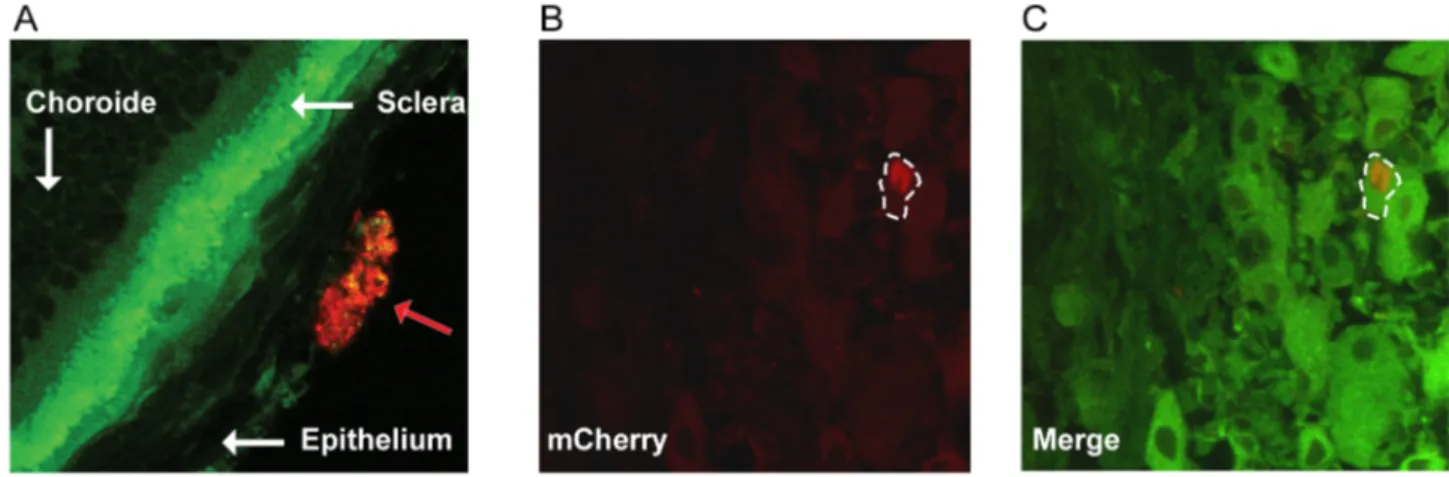 Figure 4. Identification of cells infected by vUs7-8mCherry in histological sections. (A) Eyes of mice infected with vUs7-8mCherry-a were harvested at 2 days p.i., and analyzed by standard confocal microscopy