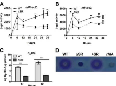 FIG 4 pqsA expression in the ⌬SR mutant is restored to wild-type (WT) levels with rhlR overexpression and exogenous C 4 -HSL