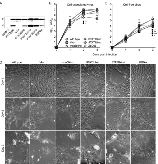 FIG 5 In vitro characterization of P/V mutant viruses. (A) Western blot analysis of the P and V proteins expressed by the wild-type strain 5804PeH and the