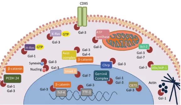Figure 2. Intracellular binding partners of various galectins. Galectins have numerous binding partners with respect to their inner compartmentalization.