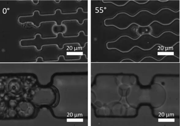 Figure 6.  Top: Optical microscopy images (10x) showing microgels of similar size in the middle of 