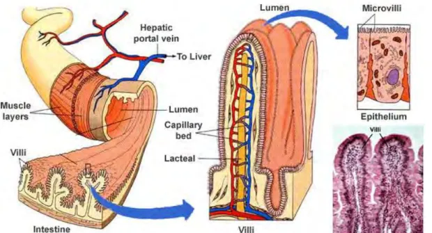 Figure 1  Intestinal anatomy. The intestinal tube is surrounded by two muscle layers, the longitudinal outer and 