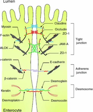 Figure 6 Intercellular junctions of intestinal epithelial cells . “The intercellular junctions are organized by 