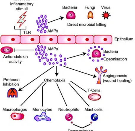 Figure 7 Functions of AMP . AMP can directly kill bacteria, virus and fungi. They can favor pathogen clearance 