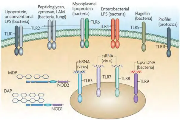 Figure 9  Pattern recognition receptors. TLR Toll-like receptors located at the cell membrane or the nucleus 
