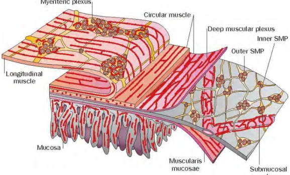 Figure 12  The enteric nervous system. The ENS consists of the myenteric plexus, located between the 
