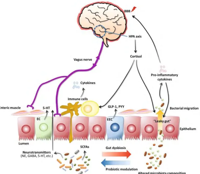 Figure 13  The gut-brain axis. Top-down communications via 1) vagus nerve which is enervating enteric 