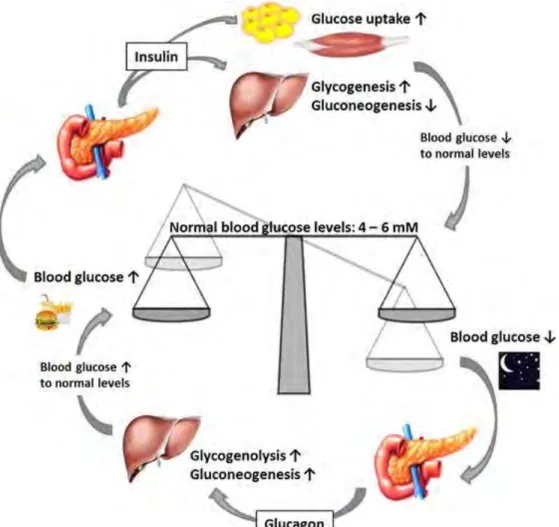 Figure 17  Glucose metabolism. After a meal blood glucose is rising, GLUT2 receptors in pancreatic β-cells 