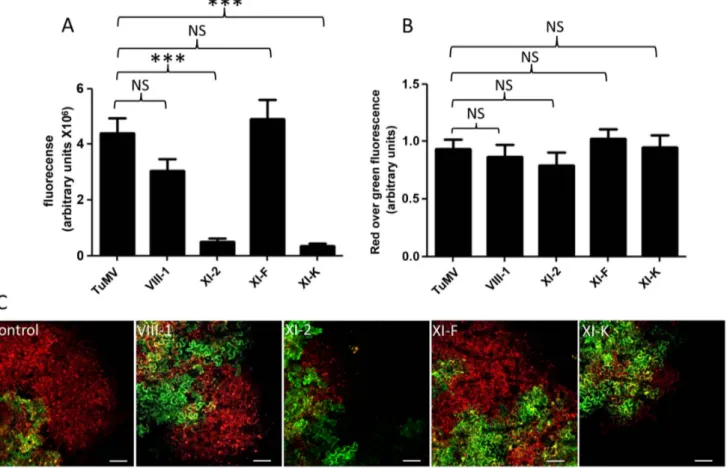 Figure 8. Myosin XI-2 and XI-K are implicated in TuMV intercellular movement. N. benthamiana leaves were agroinfiltrated with dominant negative myosin mutants and 24 h later with pCambiaTuMV/6K 2 :mCherry//GFP-HDEL
