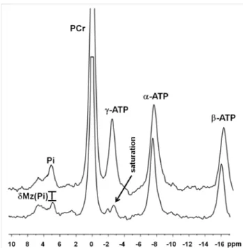 Fig.  1 shows representative  31 P NMR spectra acquired from  the mice in the C group before and after saturation of the 